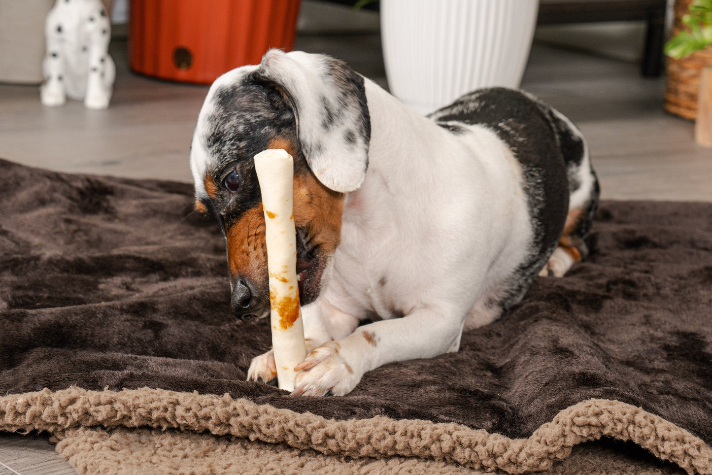Pet Factory - Twistedz American Beefhide Chip Rolls with Meat Wrap 5" Dog Treats