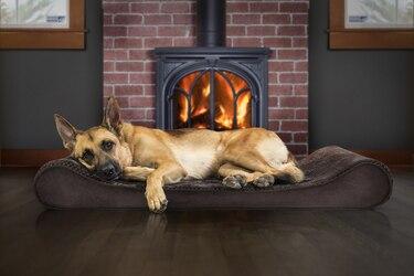 Fall Products Your Dog Requested