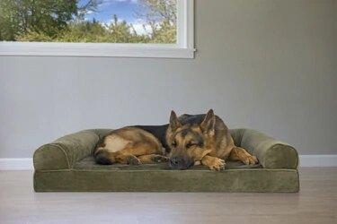 What Bed Does Your Dog Want?