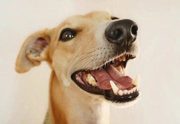 Why Your Pet Needs Dental Care