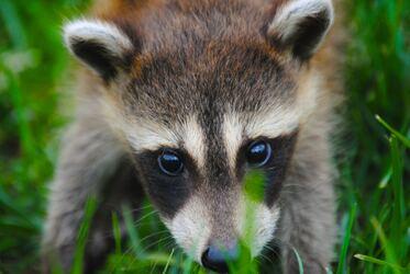How to keep your pet safe from or around wildlife