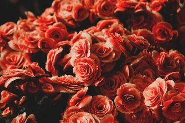 Common plants that are poisonous to your dog