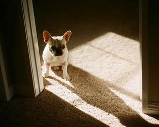 5 Tips for Easing Your Dog's Separation Anxiety