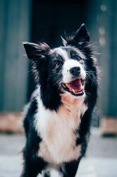 Spring and Pets - What You Need to Know