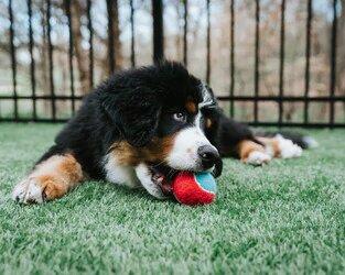 10 of the Largest Dog Breeds