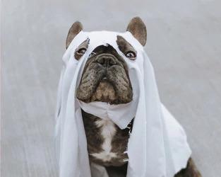 Three Tips to Keep Your Doggo Safe During Halloween