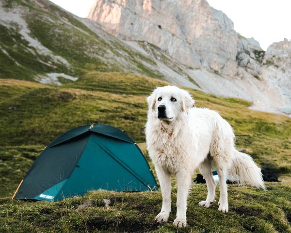 Five Tips for Camping With Your Dog
