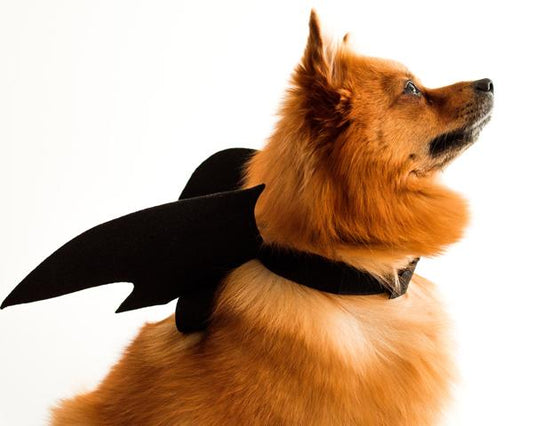 5 Easy DIY Halloween Pet Costumes Ideas