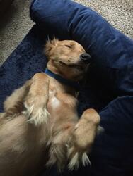 How to help your dog love their new bed