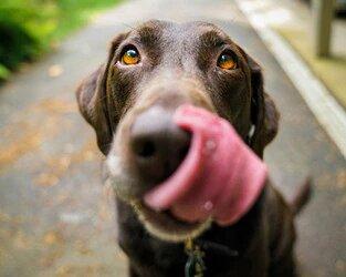 DID SOMEONE SAY... PEANUT BUTTER? WE'VE GOT SOME YUMMY TREAT RECIPES FOR YOU!