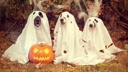 Ghoulishly Good Dog Treat Recipe