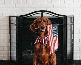 Homemade Dog Treat Recipes for the 4th of July