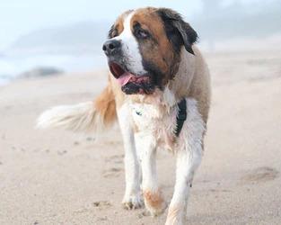 Hip Dysplasia: what it is & how to prevent it