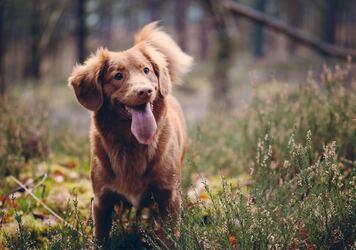 Fruits and Veggies as treats for your pup