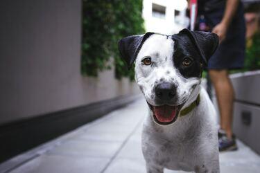 How to create an emergency plan for your pet