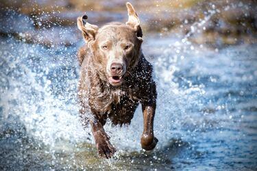 How to keep your pet hydrated in the summer