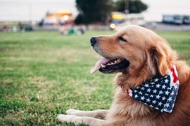 Fireworks and Pets