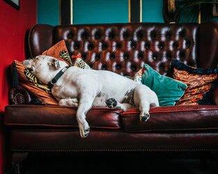 OUR TOP TEN FAVORITE MOVIES ABOUT PETS