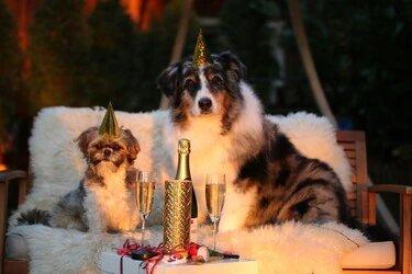 Your Pet and Fireworks on New Year's Eve