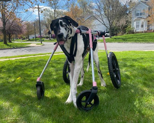 Olive the Dane's Rehabilitation Journey