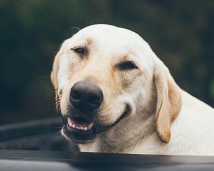 Three Crucial Pet Safety Tips
