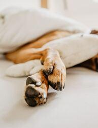 Caring for your pet's paws in winter