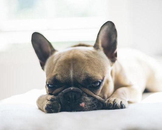 How to Help Your Dog with Seasonal Allergies