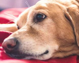 Simple Health Tips for Senior Dogs