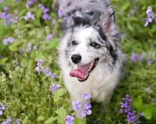 PET-APPROVED SPRING CLEANING CHECKLIST (INCLUDING SOME THINGS YOU MIGHT NOT HAVE THOUGHT ABOUT)