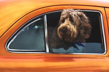 10 Ways to Help Your Dog Enjoy Car Travel