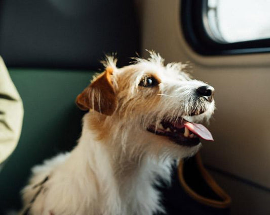 Five Pet Friendly Travel Tips