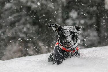How cold is too cold for your dog?