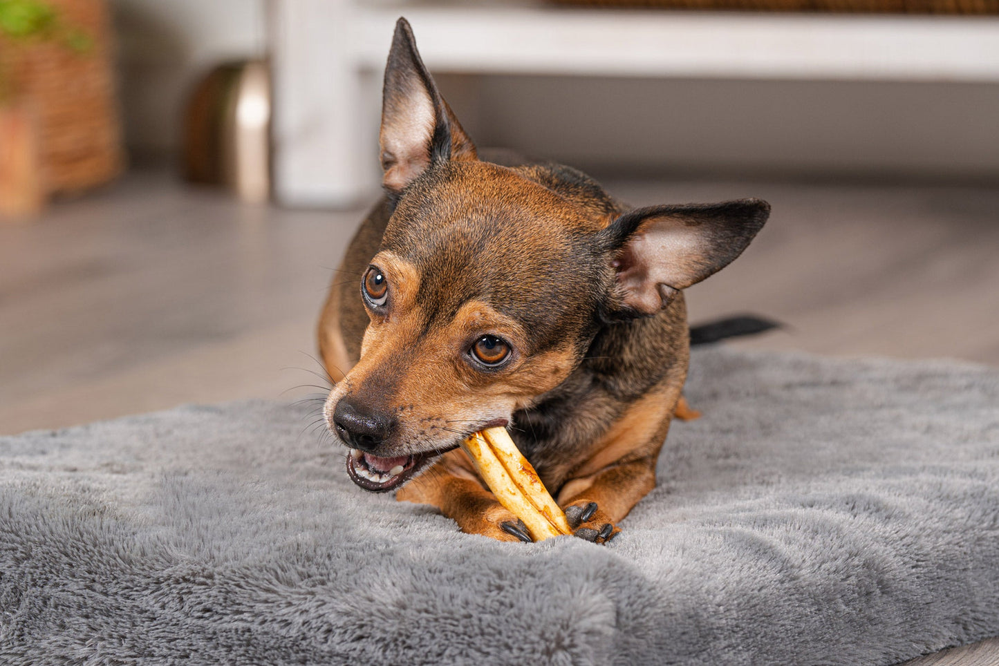 Pet Factory - American Beefhide Mini Rolls Flavored Dog Treats