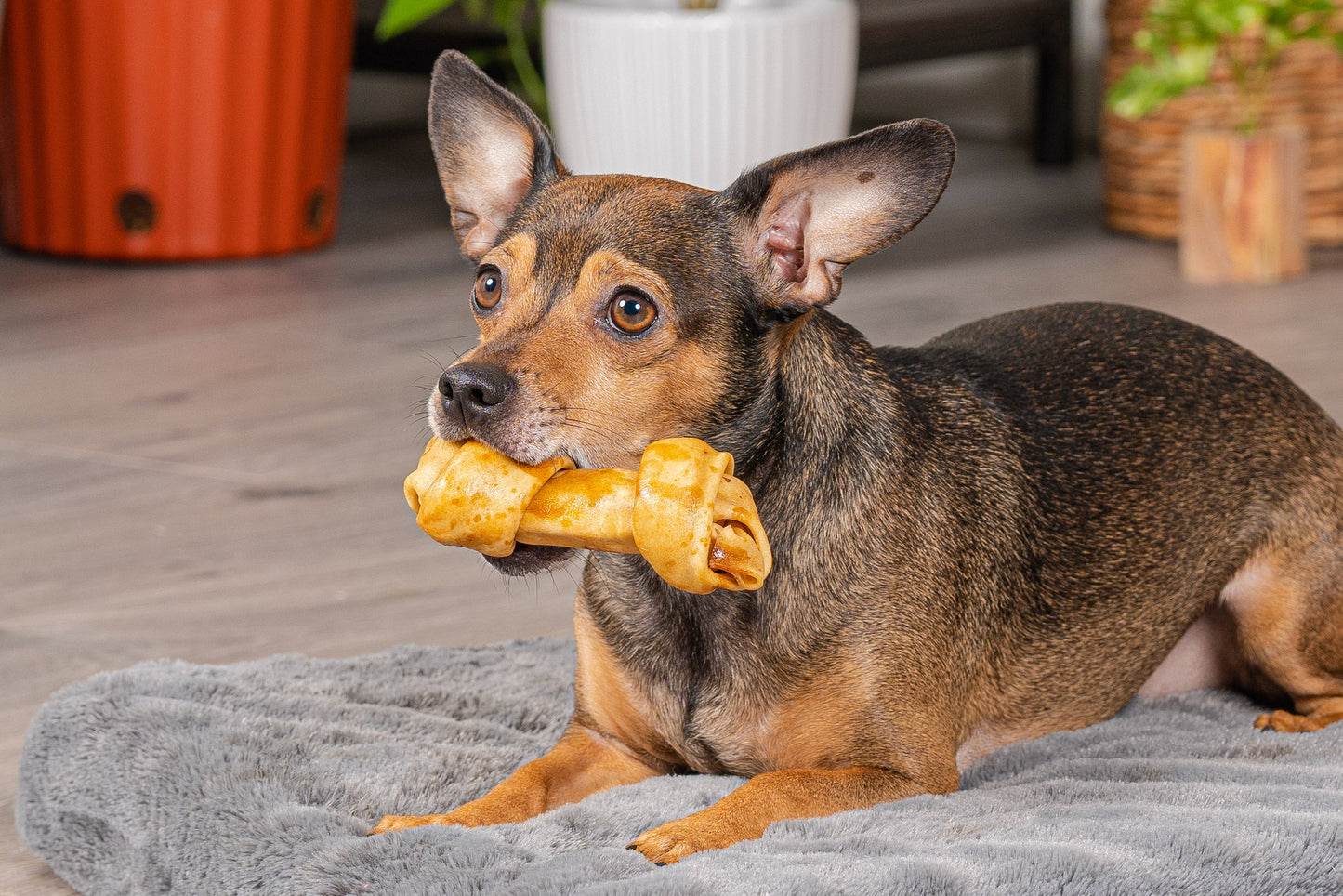 Pet Factory - Made in USA Beefhide Bone 4" Flavored Dog Treats
