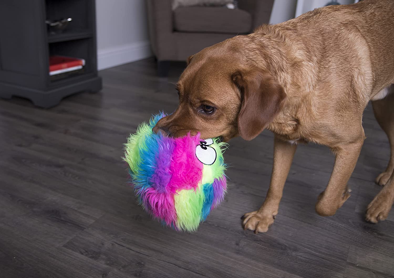 A dog has trapped the Rainbow Furballz in his mouth, and seems to be looking for a comfy spot to chomp on his new toy!