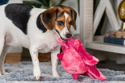 Crinkle Plush Dog Toy - Kraken the Vampire Squid