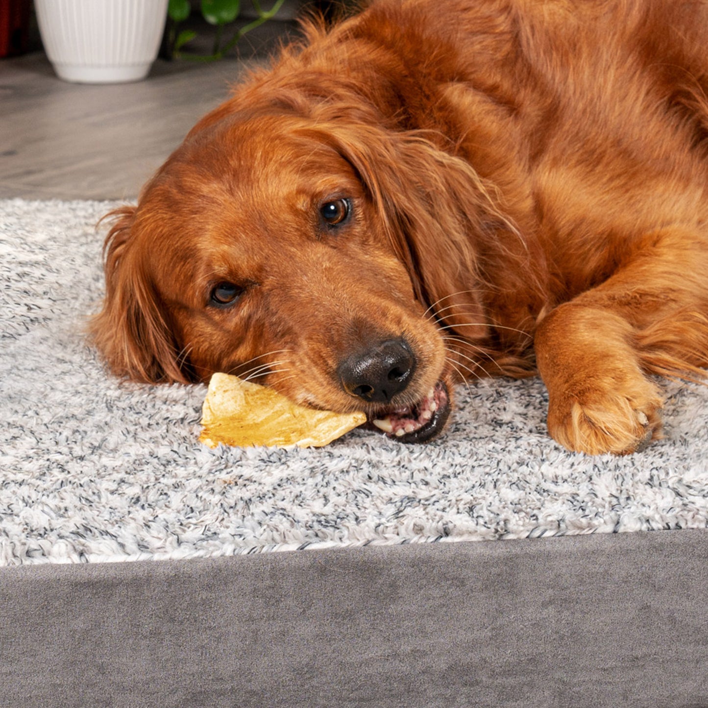 Pet Factory - American Beefhide Chips Flavored Dog Treats